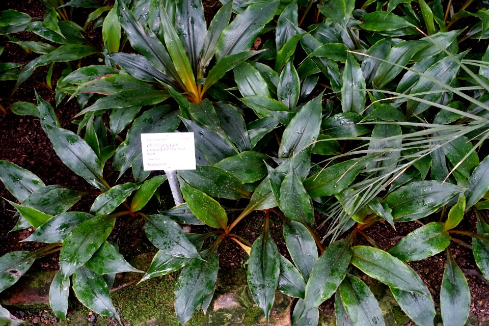 Chlorophytum madagascariense - Botanischer Garten - Heidelberg, Germany - DSC01174