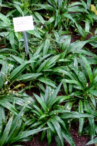 Chlorophytum alismifolium - Botanischer Garten - Heidelberg, Germany - DSC01178