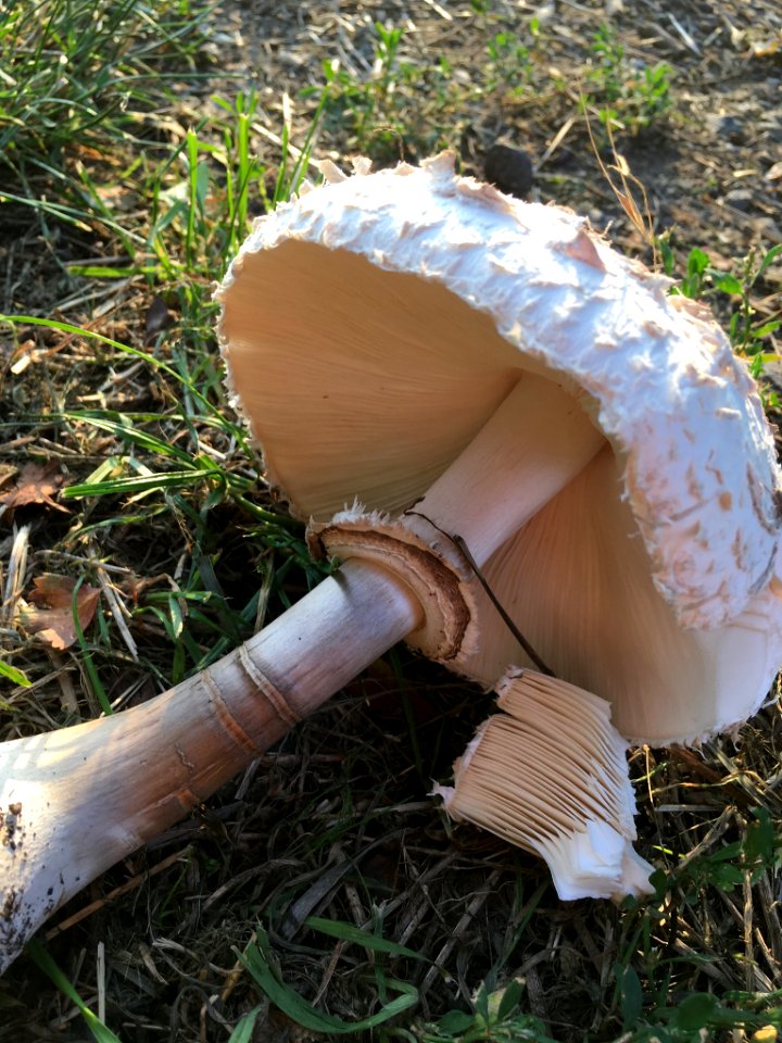 Chlorophyllum rhacodes 49161404