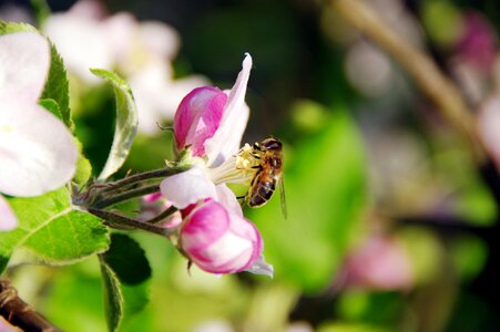 Apple tree bee photo