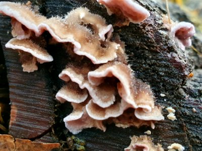 Chondrostereum purpureum 102880246