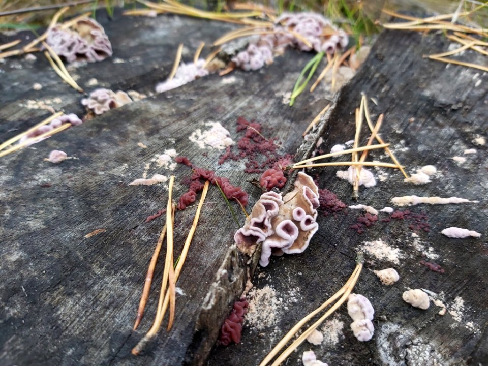 Chondrostereum purpureum 101578637