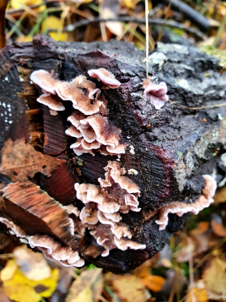 Chondrostereum purpureum 102880230