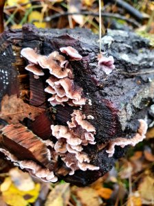 Chondrostereum purpureum 102880230
