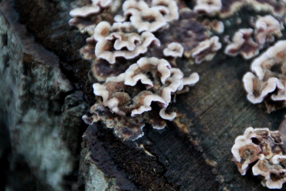 Chondrostereum purpureum 107713320