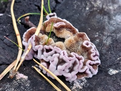 Chondrostereum purpureum 101578623