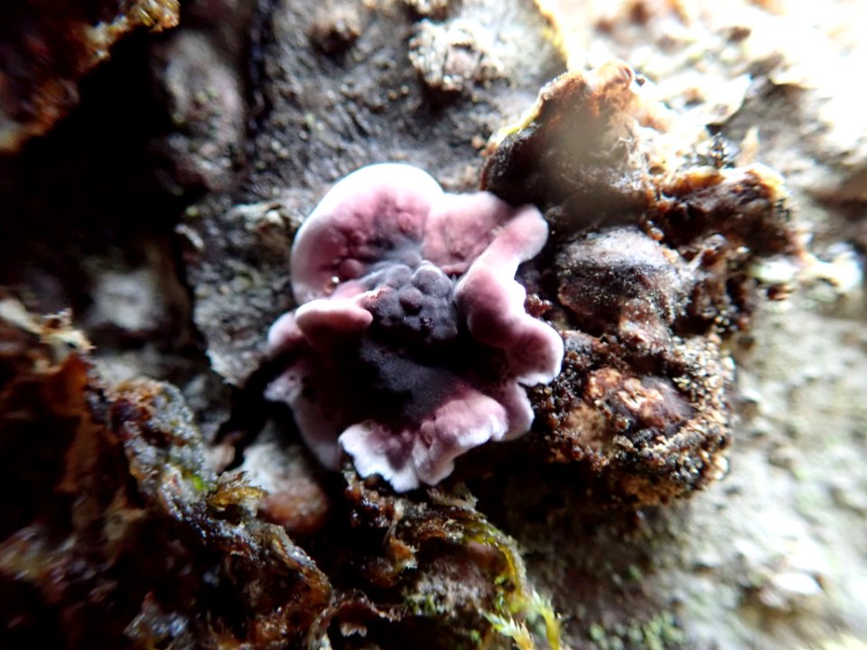 Chondrostereum purpureum 105060563