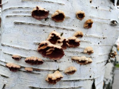 Chondrostereum purpureum 104595381