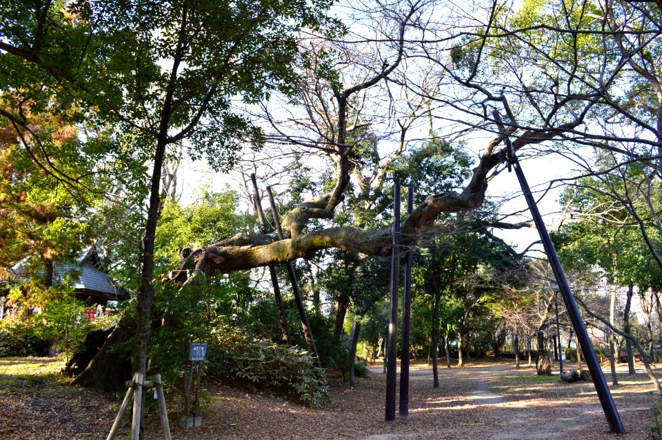 Chigonokuchi-sha mukunoki