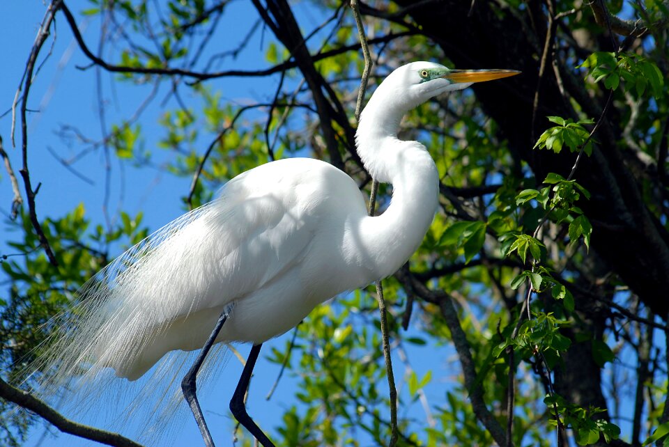 Wildlife tropical egret
