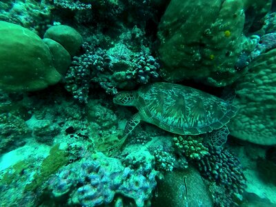 Underwater divers coral