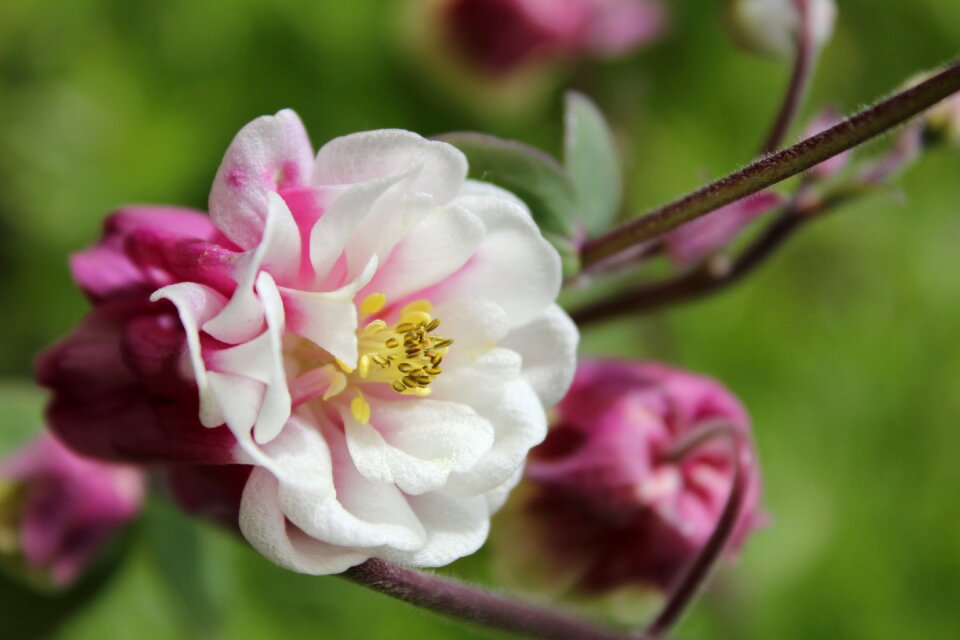 Petals perennial plant