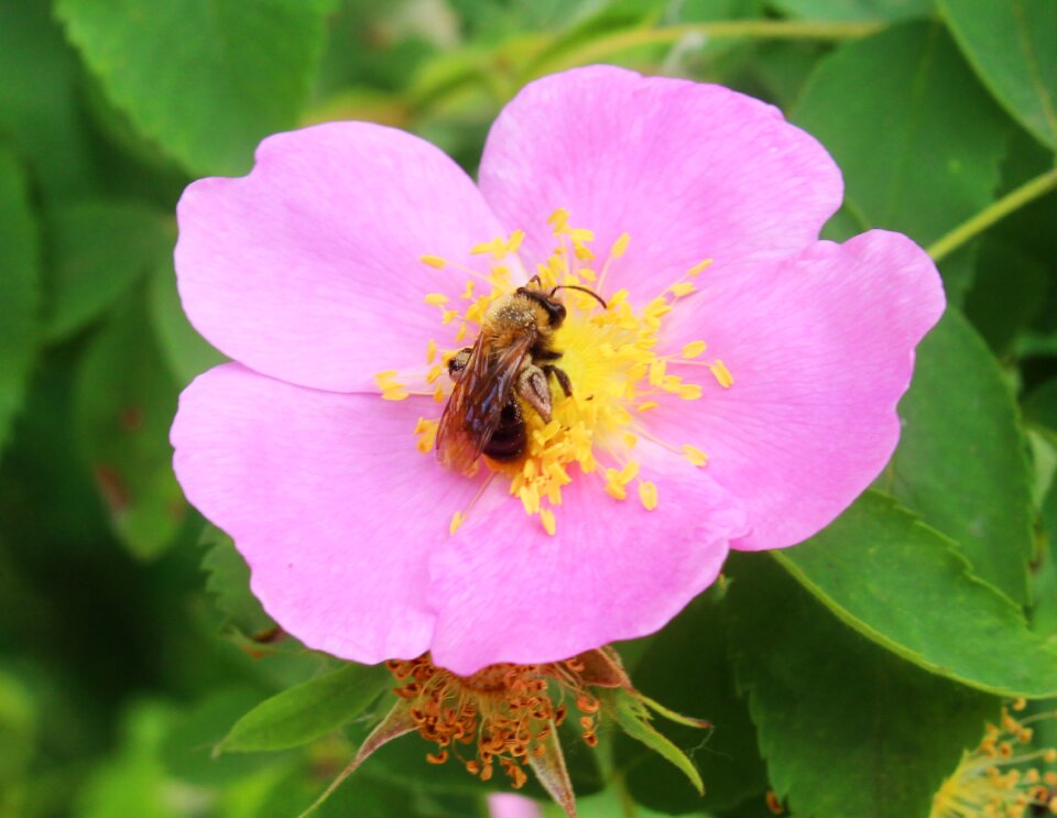 Flowers bugs nature