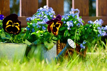 Forget me not plant garden flowers
