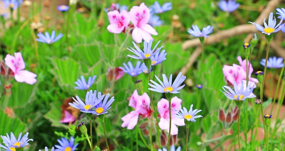 Flowers plant nature