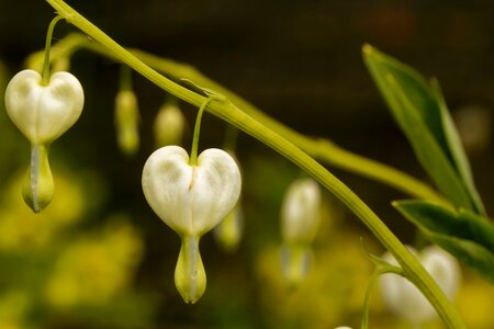 Lamprocapnos spectabilis two tone heart flower herzerlstock