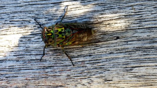 Chorus cicada by Siobhan Leachman