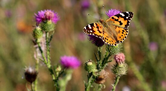 Nature wings coloring
