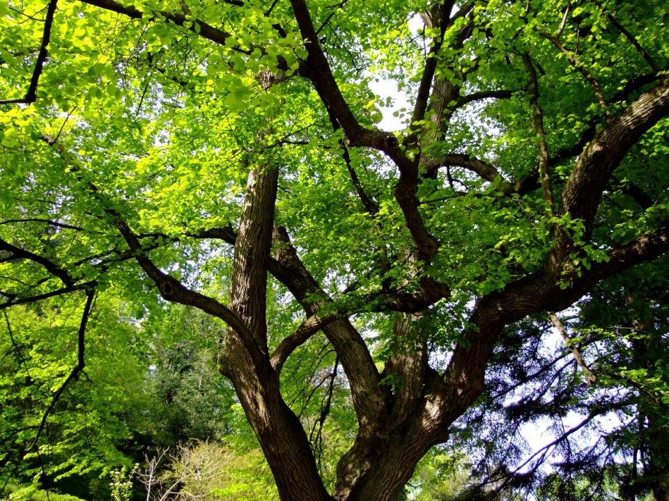 Malvaceae leaves deciduous tree