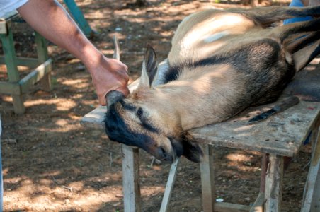 Christmas Goat 3