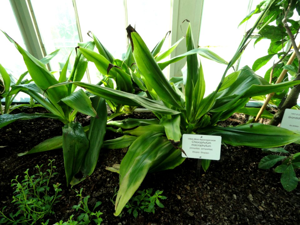 Chlorophytum macrophyllum - Botanical Garden in Kaisaniemi, Helsinki - DSC03652
