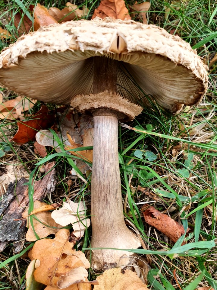 Chlorophyllum rhacodes 96746131