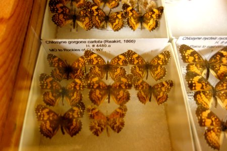 Chlosyne gorgone carlota - Bohart Museum of Entomology - University of California, Davis - DSC03341
