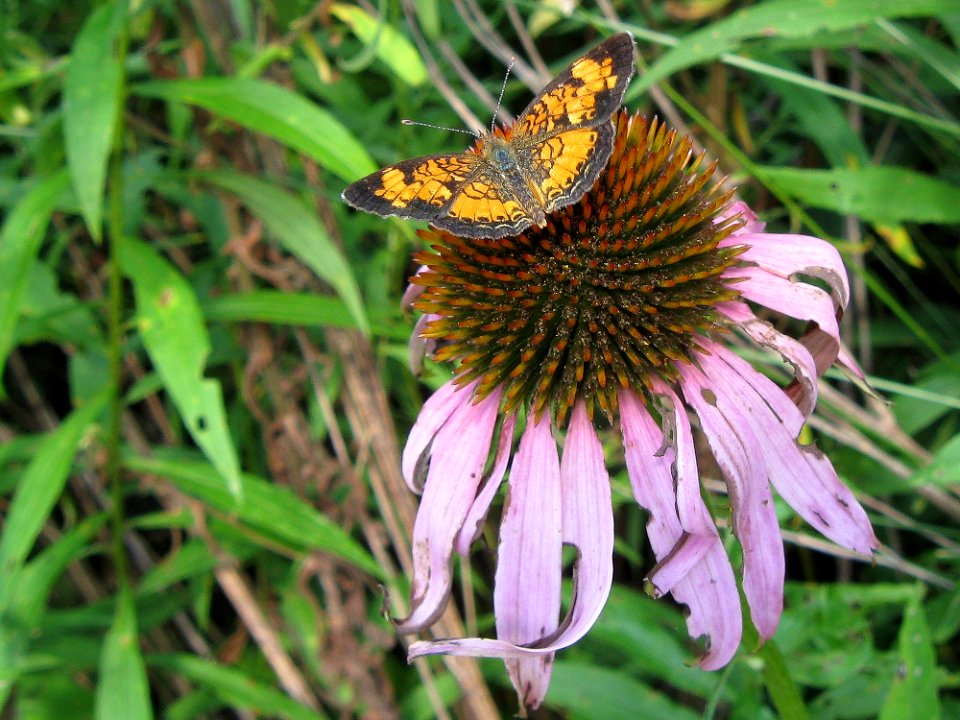 Chlosyne nycteis on Echinacea purpurea, 2015-08-05, Kane Woods, 01