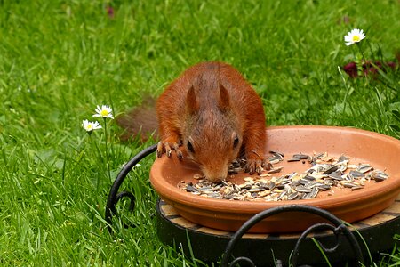 Young foraging garden