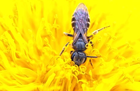 Andrena dandelion pollen