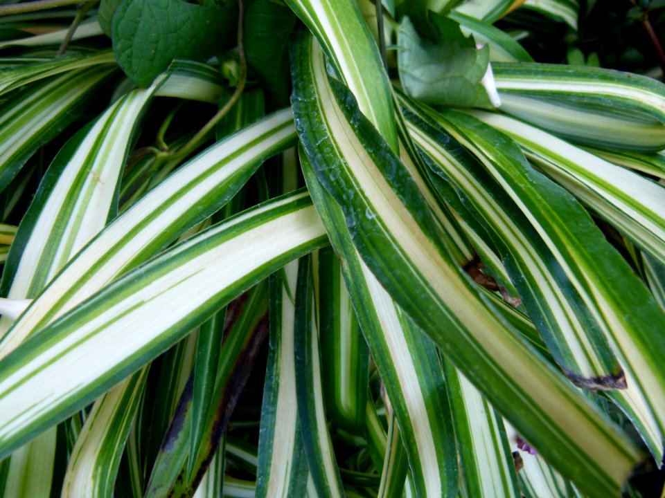 Chlorophytum comosum serres du Jardin du Luxembourg