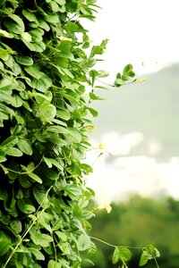 Plants trees flowers