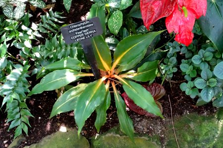 Chlorophytum orchidastrum (Chlorophytum orchidantheroides) - Bloedel Floral Conservatory, Queen Elizabeth Park - Vancouver, Canada - DSC07509
