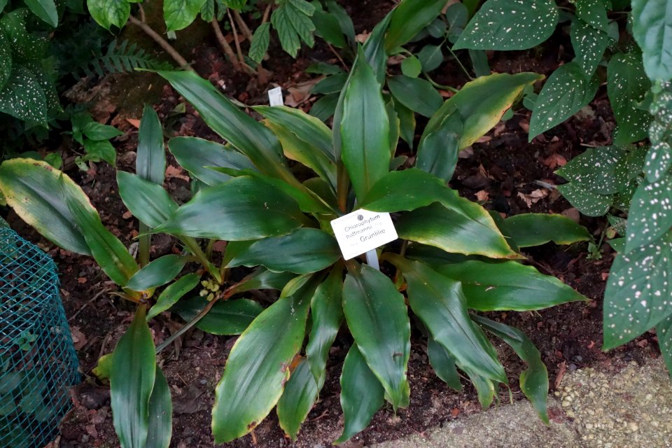 Chlorophytum holstii (Chlorophytum hoffmannii) - Botanischer Garten, Dresden, Germany - DSC08541