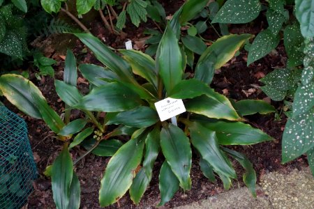 Chlorophytum holstii (Chlorophytum hoffmannii) - Botanischer Garten, Dresden, Germany - DSC08541