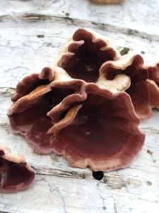 Chondrostereum purpureum 104595367