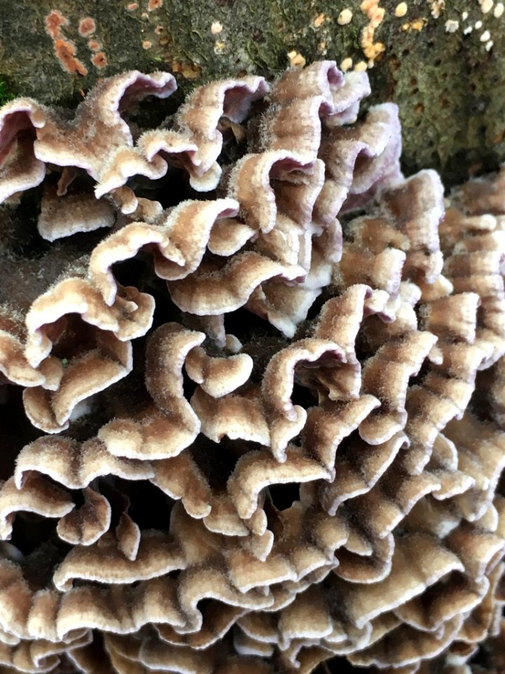 Chondrostereum purpureum 58573925