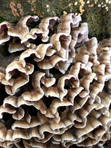 Chondrostereum purpureum 58573925