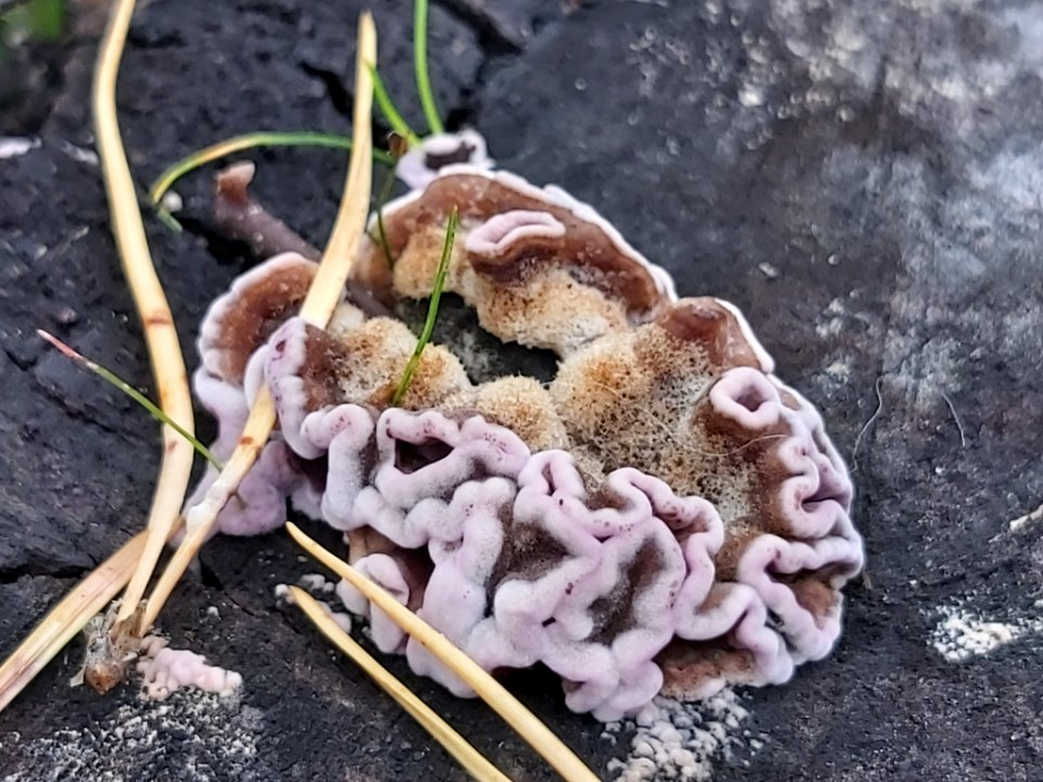 Chondrostereum purpureum 101578678