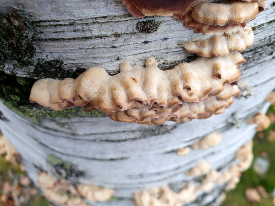 Chondrostereum purpureum 104595374