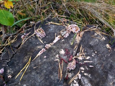 Chondrostereum purpureum 101578646
