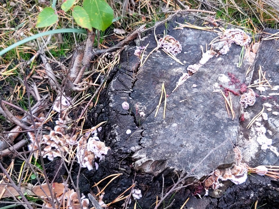 Chondrostereum purpureum 101578667