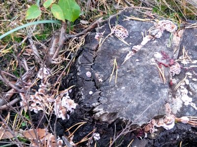 Chondrostereum purpureum 101578667