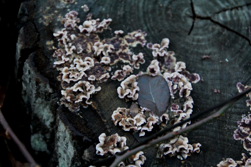 Chondrostereum purpureum 107713318