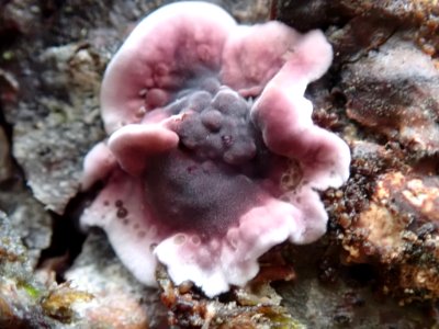 Chondrostereum purpureum 105060554
