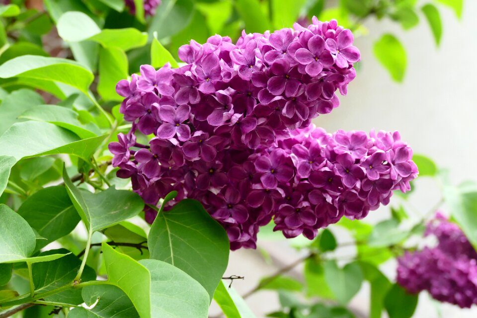 Flowers violet ornamental shrub
