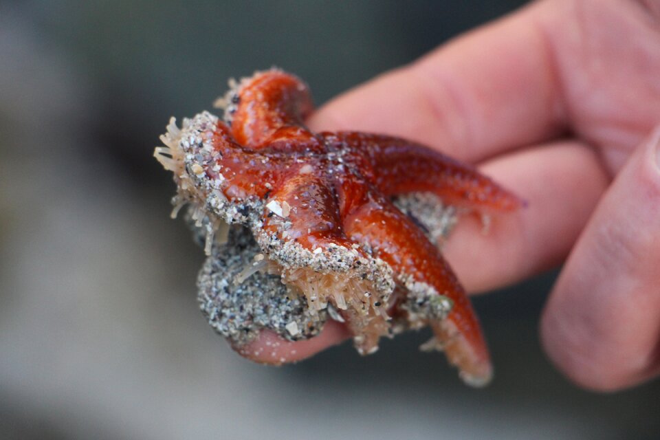 Sea animal sand animal