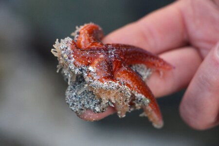 Sea animal sand animal