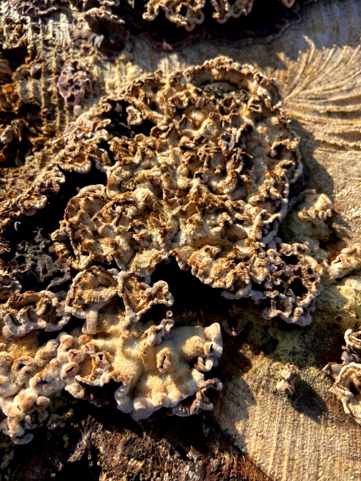 Chondrostereum purpureum 61133861