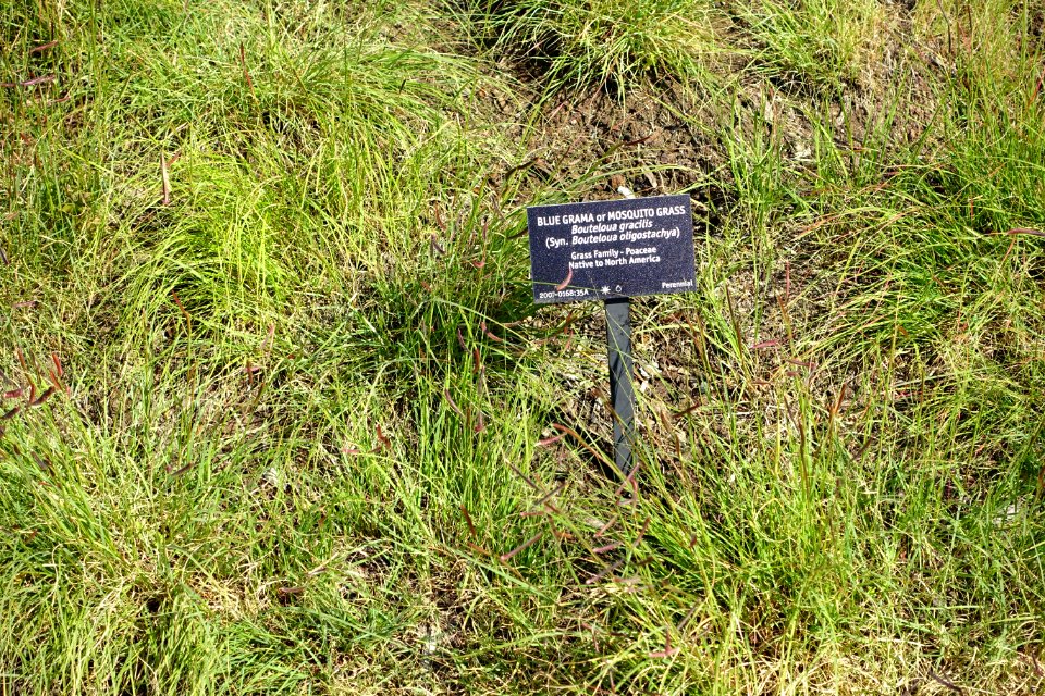 Chondrosum gracile (Bouteloua gracilis) - VanDusen Botanical Garden - Vancouver, BC - DSC06732